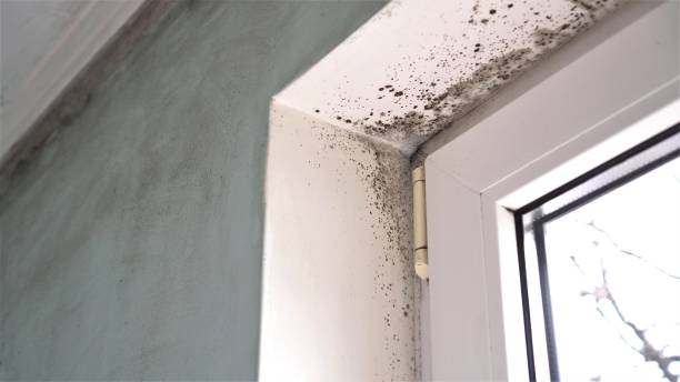 Best Asbestos and Lead Testing During Mold Inspection  in Broadmoor, CA