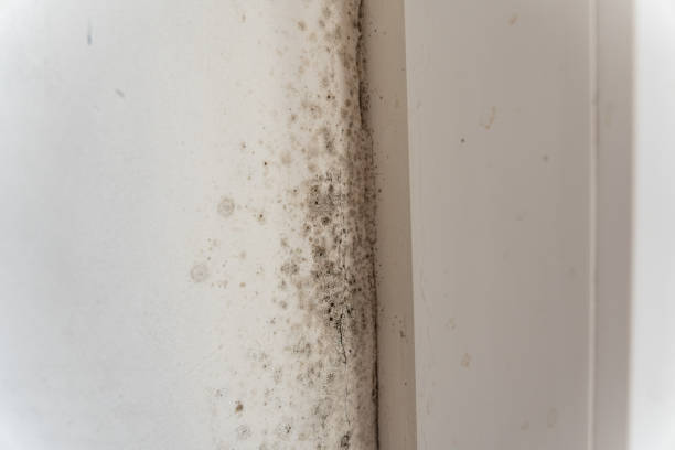 Mold Removal for HVAC Installations in Broadmoor, CA
